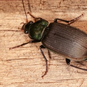 Chlaenius australis at Melba, ACT - 15 Nov 2020 08:56 PM