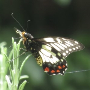 Papilio anactus at Narrabundah, ACT - 5 Dec 2020 01:28 PM