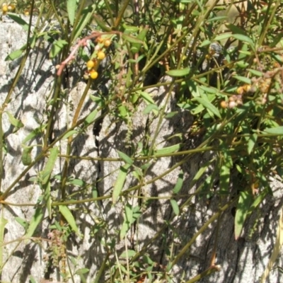 Einadia nutans (Climbing Saltbush) at Nangus, NSW - 22 Nov 2005 by abread111