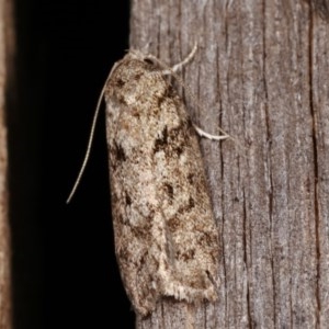 Philobota philostaura at Melba, ACT - 15 Nov 2020