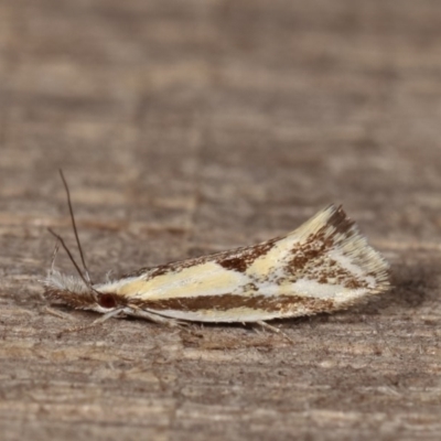 Thema macroscia (A concealer moth) at Melba, ACT - 15 Nov 2020 by kasiaaus