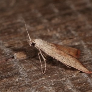 Callionyma sarcodes at Melba, ACT - 15 Nov 2020 09:01 PM