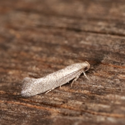 Gelechioidea (superfamily) (Unidentified Gelechioid moth) at Melba, ACT - 15 Nov 2020 by kasiaaus