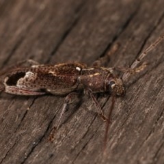 Phacodes personatus (Longhorn beetle) at Melba, ACT - 15 Nov 2020 by kasiaaus
