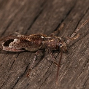 Phacodes personatus at Melba, ACT - 15 Nov 2020 09:06 PM