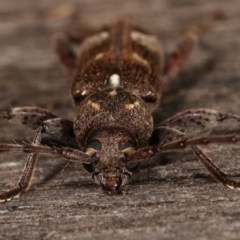 Phacodes personatus at Melba, ACT - 15 Nov 2020