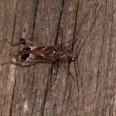 Phacodes personatus at Melba, ACT - 15 Nov 2020 09:06 PM