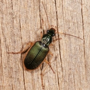 Chlaenius darlingensis at Melba, ACT - 15 Nov 2020