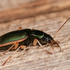 Chlaenius darlingensis at Melba, ACT - 15 Nov 2020