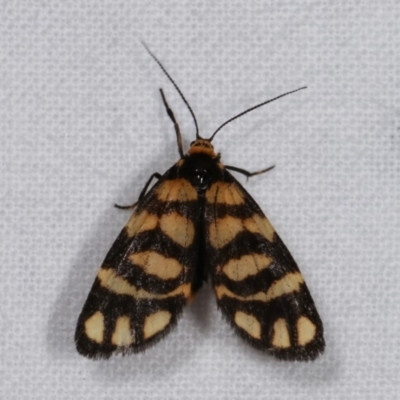 Asura lydia (Lydia Lichen Moth) at Melba, ACT - 15 Nov 2020 by kasiaaus