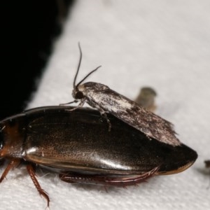 Phylomictis maligna at Melba, ACT - 15 Nov 2020 09:09 PM