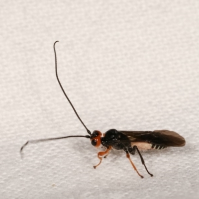 Callibracon capitator (White Flank Black Braconid Wasp) at Melba, ACT - 15 Nov 2020 by kasiaaus