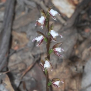 Paraprasophyllum brevilabre at Mount Clear, ACT - suppressed