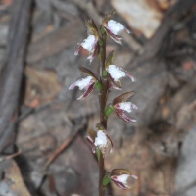 Paraprasophyllum brevilabre (Short-lip Leek Orchid) at Mount Clear, ACT - 7 Dec 2020 by Harrisi