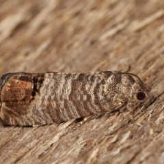 Cydia pomonella (Codling Moth) at Melba, ACT - 15 Nov 2020 by kasiaaus