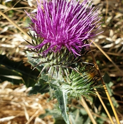 Onopordum acanthium (Scotch Thistle) at Cook, ACT - 7 Dec 2020 by drakes