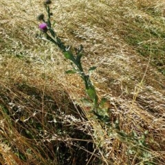 Onopordum acanthium at Cook, ACT - 8 Dec 2020