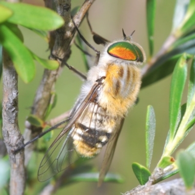 Scaptia patula (March fly) at Krawarree, NSW - 6 Dec 2020 by Harrisi