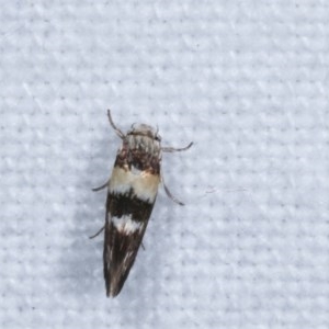 Oecophoridae provisional species 5 at suppressed - 15 Nov 2020