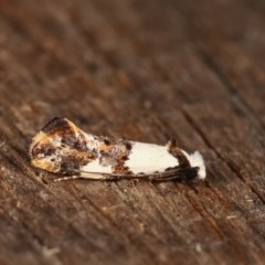 Monopis meliorella (Blotched Monopis Moth) at Melba, ACT - 15 Nov 2020 by kasiaaus