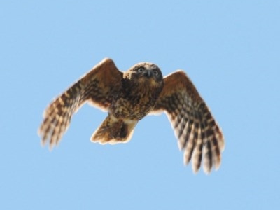 Ninox boobook (Southern Boobook) at Stromlo, ACT - 8 Dec 2020 by Harrisi