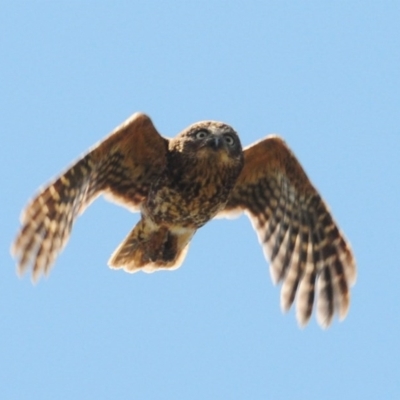 Ninox boobook (Southern Boobook) at Stromlo, ACT - 8 Dec 2020 by Harrisi