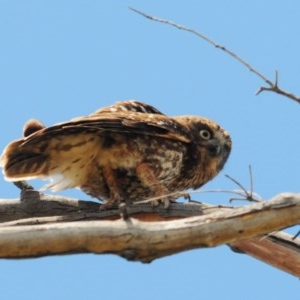 Ninox boobook at Stromlo, ACT - 8 Dec 2020