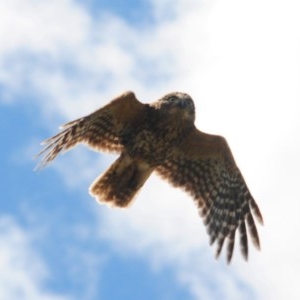 Ninox boobook at Stromlo, ACT - 8 Dec 2020