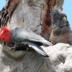 Callocephalon fimbriatum (Gang-gang Cockatoo) at Hughes, ACT - 30 Nov 2020 by Harrisi