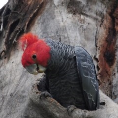 Callocephalon fimbriatum at Hughes, ACT - suppressed