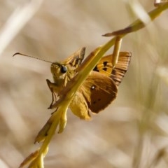 Trapezites eliena (Orange Ochre) at Michelago, NSW - 8 Dec 2020 by Illilanga