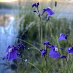 Utricularia dichotoma (Fairy Aprons, Purple Bladderwort) at Jerrabomberra, NSW - 9 Dec 2020 by Wandiyali