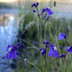 Utricularia dichotoma at Jerrabomberra, NSW - 9 Dec 2020