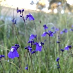 Utricularia dichotoma at Jerrabomberra, NSW - 9 Dec 2020