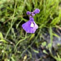 Utricularia dichotoma at Jerrabomberra, NSW - 9 Dec 2020