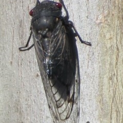 Psaltoda moerens (Redeye cicada) at Woodstock Nature Reserve - 6 Dec 2020 by RobParnell