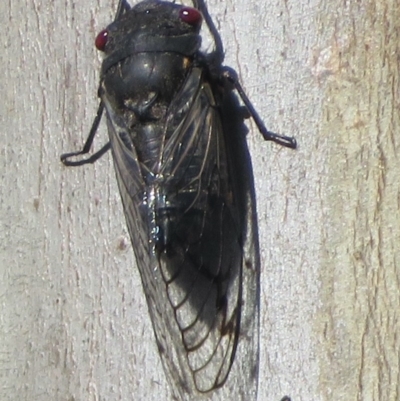 Psaltoda moerens (Redeye cicada) at Woodstock Nature Reserve - 6 Dec 2020 by RobParnell
