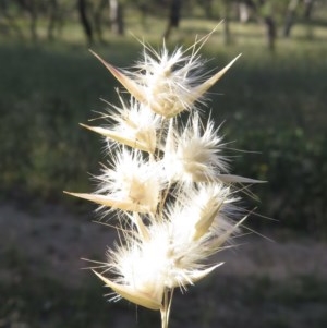 Rytidosperma sp. at Symonston, ACT - 30 Nov 2020