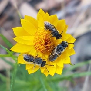 Lasioglossum (Chilalictus) lanarium at Lyneham, ACT - 9 Dec 2020