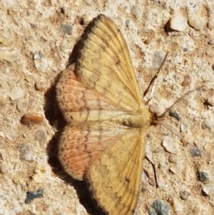 Scopula rubraria at Lyneham, ACT - 9 Dec 2020