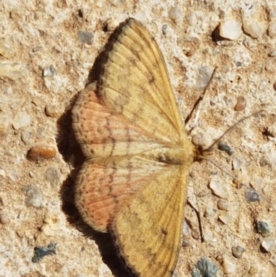 Scopula rubraria (Reddish Wave, Plantain Moth) at Lyneham, ACT - 8 Dec 2020 by tpreston