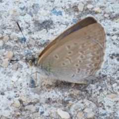 Zizina otis (Common Grass-Blue) at Lyneham Wetland - 8 Dec 2020 by tpreston