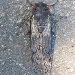 Psaltoda moerens (Redeye cicada) at Sullivans Creek, O'Connor - 8 Dec 2020 by trevorpreston