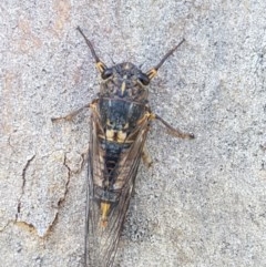 Yoyetta robertsonae (Clicking Ambertail) at O'Connor, ACT - 8 Dec 2020 by tpreston