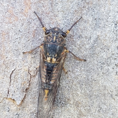 Yoyetta robertsonae (Clicking Ambertail) at Sullivans Creek, O'Connor - 8 Dec 2020 by tpreston