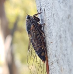 Yoyetta robertsonae at O'Connor, ACT - 9 Dec 2020 09:34 AM