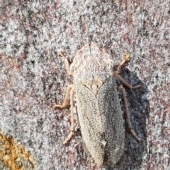 Stenocotis depressa (Leafhopper) at O'Connor, ACT - 8 Dec 2020 by trevorpreston