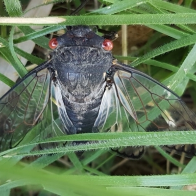 Psaltoda moerens (Redeye cicada) at O'Connor, ACT - 9 Dec 2020 by trevorpreston