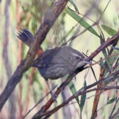 Hylacola pyrrhopygia (Chestnut-rumped Heathwren) at Aranda, ACT - 9 Dec 2020 by ConBoekel