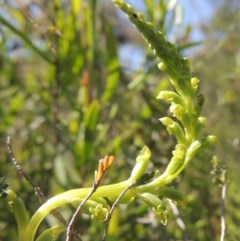 Microtis unifolia (Common Onion Orchid) at Conder, ACT - 3 Nov 2020 by michaelb